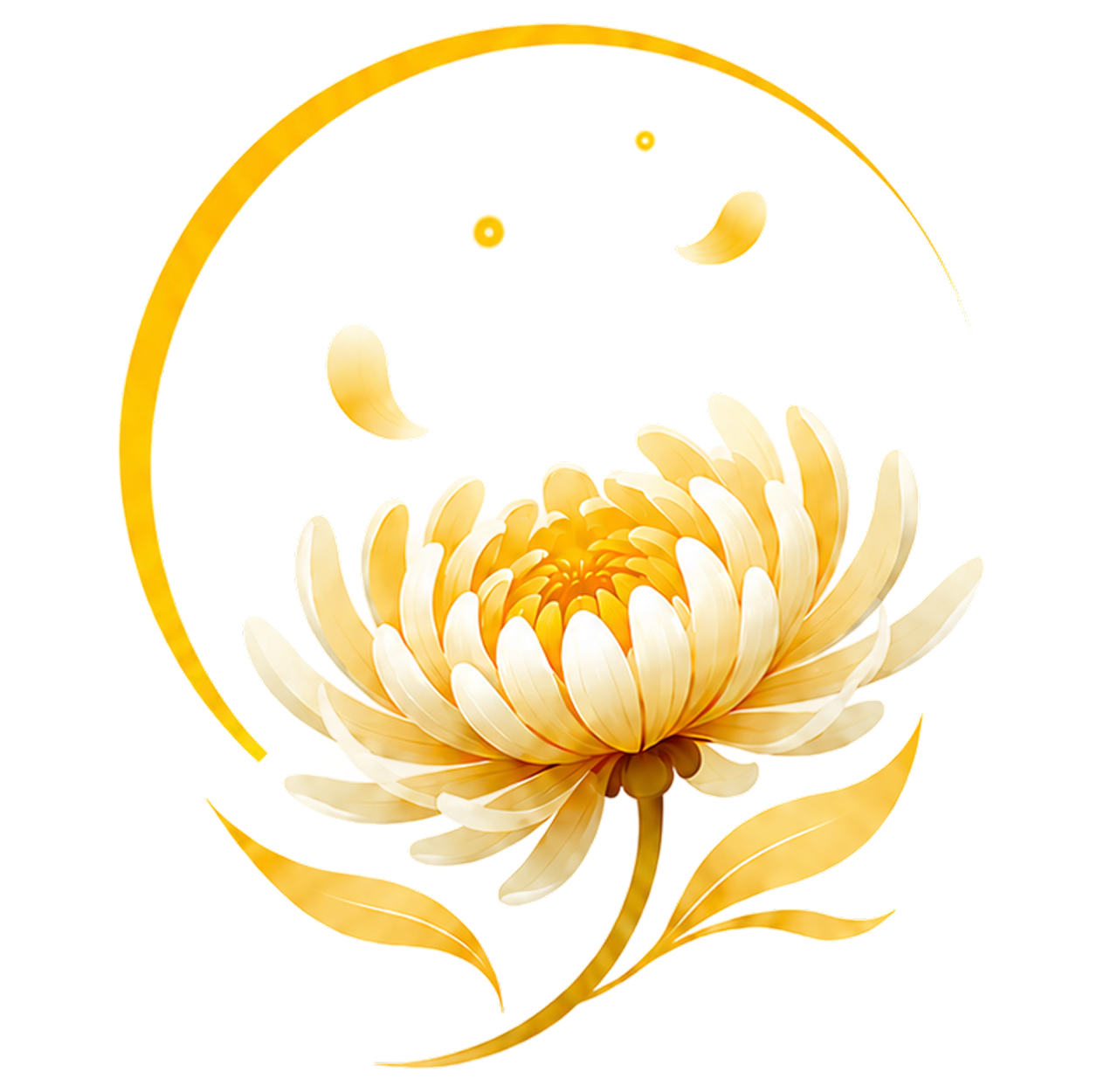 Chrysanthemum Flower